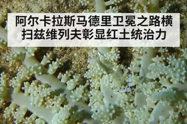 阿尔卡拉斯马德里卫冕之路横扫兹维列夫彰显红土统治力